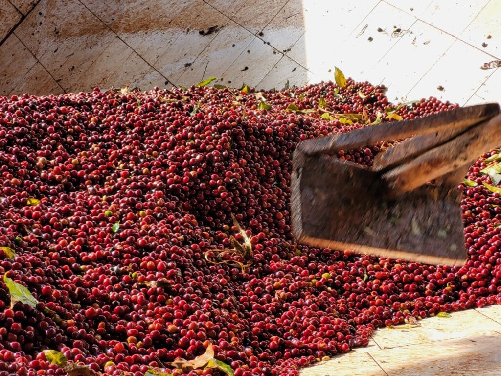 WORKA CHELBESA - ETHIOPIA