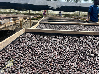 VARIOUS SMALL HOLDER FARMERS - UGANDA