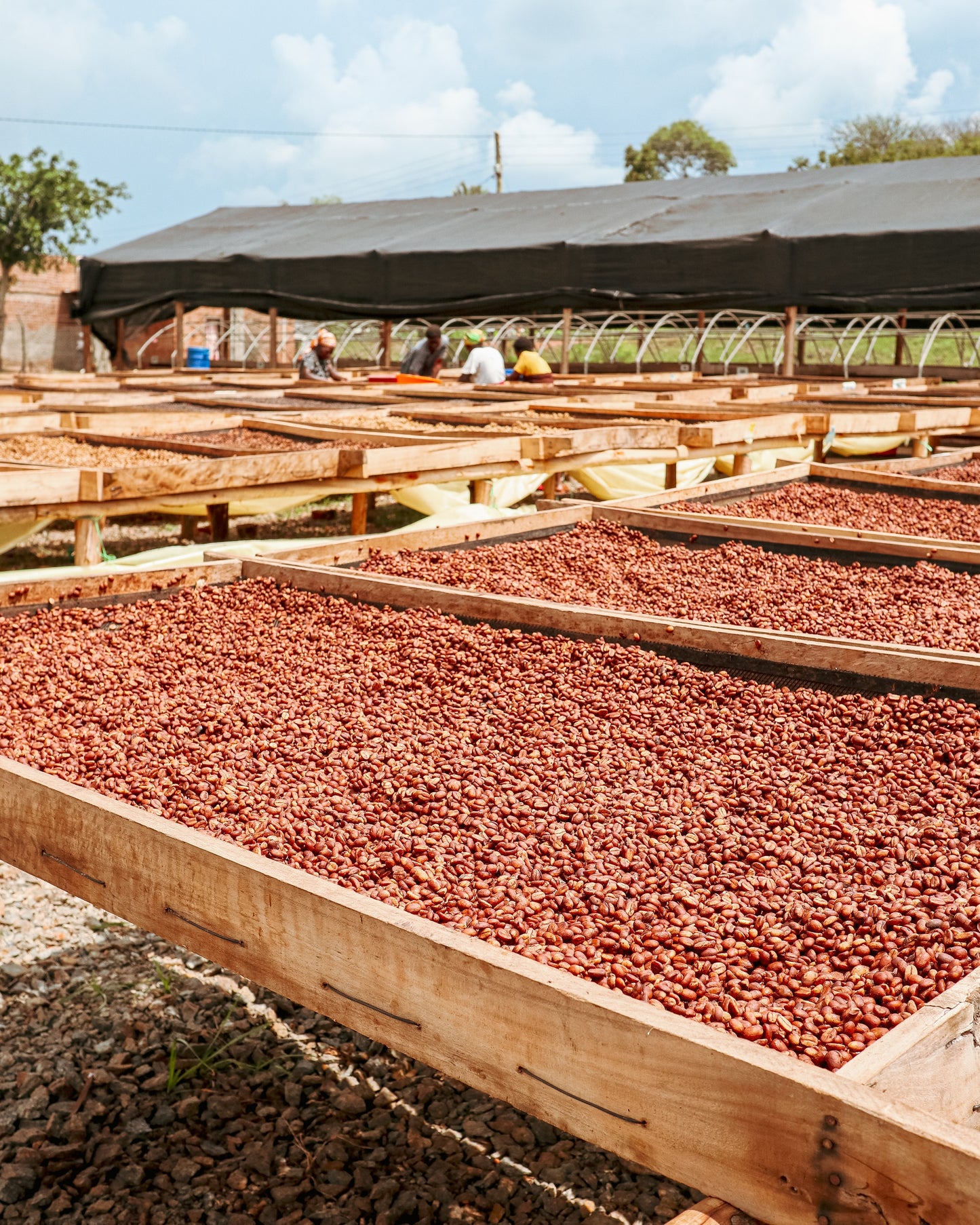 VARIOUS SMALL HOLDER FARMERS - UGANDA