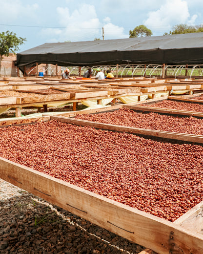 VARIOUS SMALL HOLDER FARMERS - UGANDA