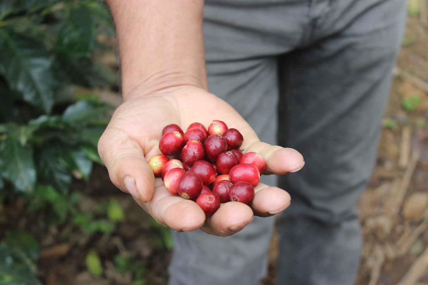AURELIO VILLATORO - GUATEMALA