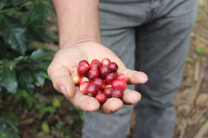 AURELIO VILLATORO - GUATEMALA