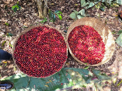 WORKA CHELBESA - ETHIOPIA